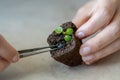 Transplanting rooted small Pilea plant seedling into a pressed coconut substrate with tweezers