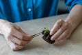 Transplanting rooted small Pilea plant seedling into a pressed coconut substrate with tweezers