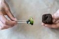 Transplanting rooted small Pilea plant seedling into a pressed coconut substrate with tweezers