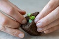 Woman hands replanting little Pilea plant in peat tablet. Careful transplantation, home gardening