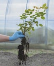 Transplanting a rose. blue gloved hand holds a seedling with roots and stems