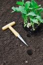 Transplanting seedlings into the garden Royalty Free Stock Photo