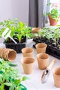 Transplanting seedlings, pricking out