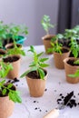 Transplanting seedlings, pricking out