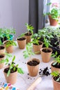 Transplanting seedlings, pricking out