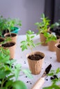 Transplanting seedlings, pricking out