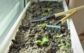 transplanting seedlings with a shovel and small rake into a container on the windowsill Royalty Free Stock Photo
