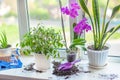 transplanting, spring care for indoor plants, flowers on the windowsill