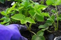 Transplanting of strawberry in spring. Division of the bush Royalty Free Stock Photo