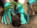 Transplanting tomato Royalty Free Stock Photo