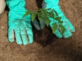 Transplanting tomato plant Royalty Free Stock Photo
