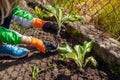 Transplanting variegated tricolor hosta shade tolerant plant in spring garden. Gardener covers plant with soil