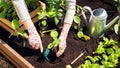 Transplanting of vegetable seedlings into black soil in the raised beds. Growing organic plants in wooden raised beds as a hobby. Royalty Free Stock Photo