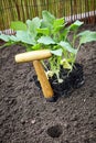 Transplanting vegetable seedlings into a garden Royalty Free Stock Photo