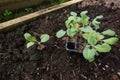 transplanting of young cauliflower plant in the vegetable garden. cauliflower seedbed and cruciferae in the raised bed on the