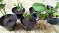 Transplanting young cuttings of flowering bushes into separate containers with soil. Flowers in pots. Reproduction of indoor