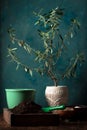 Transplanting a young olive tree into a new pot Royalty Free Stock Photo