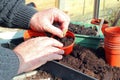 Transplanting young seedlings.