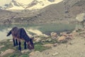 Transport donkey grazing grass near a mountain lake. Royalty Free Stock Photo