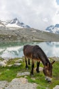 Transport donkey grazing grass near a mountain lake. Royalty Free Stock Photo