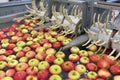 Transport of freshly harvested apples in a food factory for sale Royalty Free Stock Photo
