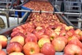 Transport of freshly harvested apples in a food factory for sale