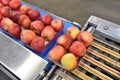 Transport of freshly harvested apples in a food factory for sale Royalty Free Stock Photo