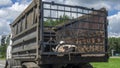 Transport of live animals in cattle truck. Livestock transport truck at the market or butchery. A truck deliver live cow