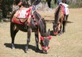 Transport by mules in Chiang Mai, Thailand Royalty Free Stock Photo