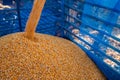 Harvest on Corn Field in Thailand