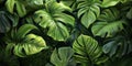 Tropical green leaves background