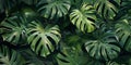 Tropical green leaves background