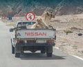 Sinai, Egypr - March 2017: Transportation of camels by car in Egypt