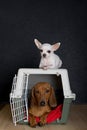 Transportation of dogs - a chihuahua dog sits on a large plastic container and a dachshund dog lies inside.