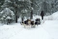 Transportation of firewood by dog sled