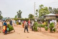 Ugandan people bringing plantains - cooking bananas - with bikes to market. Typical vegetable market, Uganda, Africa