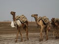 Transportation of salt slabs camel, Karum lake, Danakil Afar Ethiopia Royalty Free Stock Photo