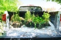 Transportation and transplanting of young trees and plants, Rooted plants are dug up and put on a pickup truck. Replanting and