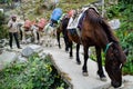 Transporter donkey and horse Royalty Free Stock Photo