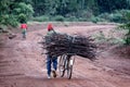 Transporting firewood on a bicycle Royalty Free Stock Photo