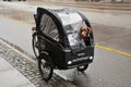 Transporting pets in rainy weather in Copenhagen Denmark Royalty Free Stock Photo