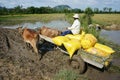 Transportion paddy in rice sack by buffalo cart Royalty Free Stock Photo