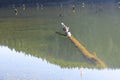 Transsylvania forest reflection in a lake with dead trees