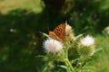 Transsylvanian butterfly in the sunshine Royalty Free Stock Photo