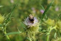 Transsylvanian flower in the sunshine with a bumblebee Royalty Free Stock Photo