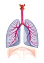 Transtarent human lungs anatomy. on white Royalty Free Stock Photo