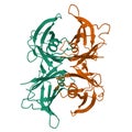 Wild type human transthyretin TTR, a 3D ribbon model of the homodimer isolated, white background