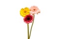 Transvaal daisies isolated on a white background