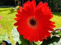 Gerbera Royalty Free Stock Photo