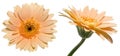 Transvaal daisy in a white background Royalty Free Stock Photo